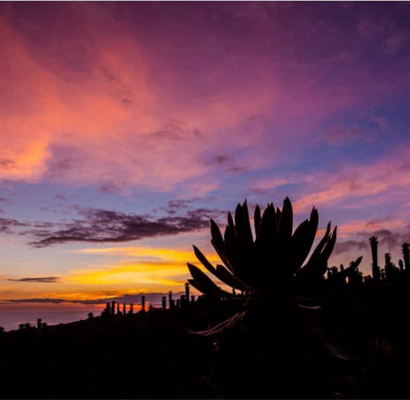 Entre frailejones, Paisajes y Colibríes