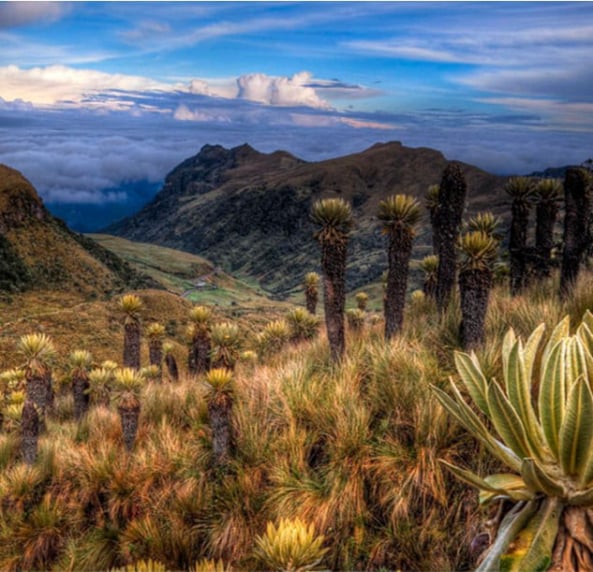 Entre Frailejones Paisajes y Colibríes Viaje a Manizales con Viajes de Pueblo en Pueblo