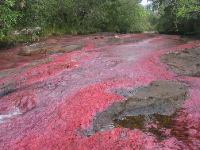 Plan a Caño Cristales desde Medellín con viajes de Pueblo en Pueblo