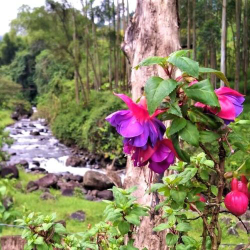 Tour al jardin con viajes de pueblo en pueblo