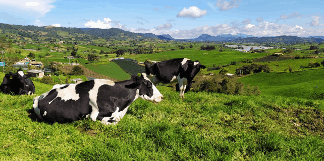 Tour ruta de la Leche